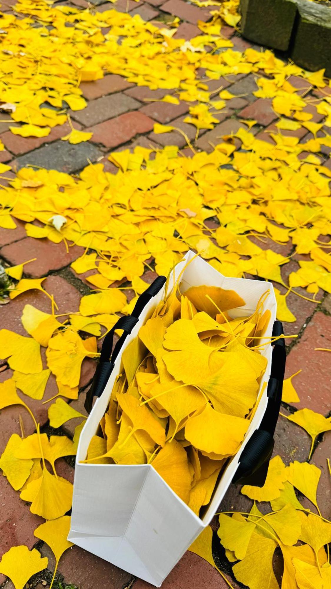 Ginkgo House On Harvard ケンブリッジ エクステリア 写真